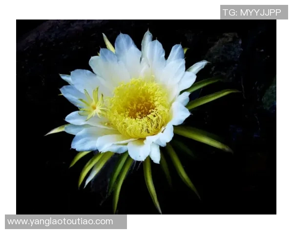 绿茵场上的意语之花：霍伊伦的蜕变与荣耀时刻